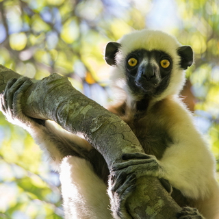 Big Tsingy - Close-up Decken's sifaka
